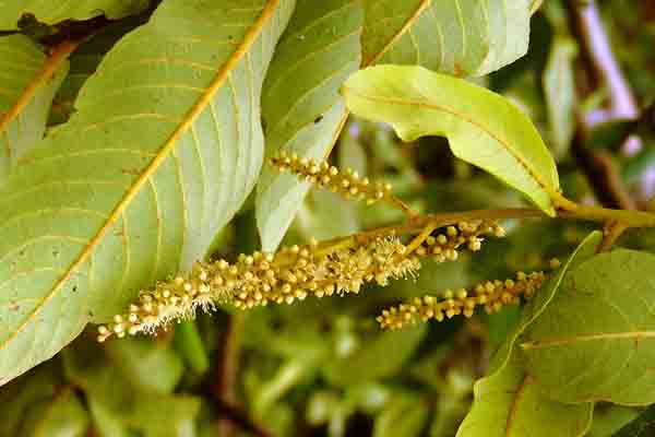 Terminalia Arjuna Extract