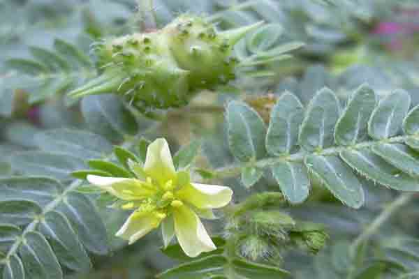 Tribulus Terrastris Extract 40% - 80%